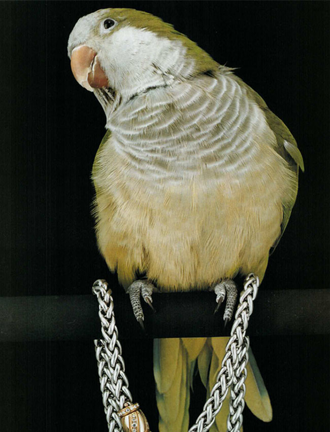 01-2005-007-VogueGioiello-Jewelry-ParrotsInChains-GreenandWhite-Bird-Silver-Chain