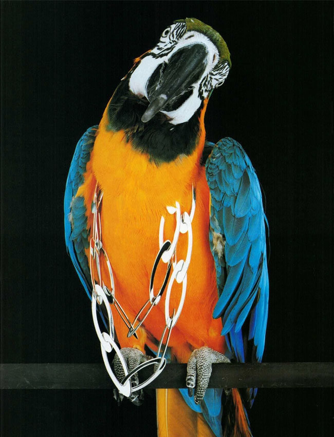01-2005-008-VogueGioiello-Jewelry-ParrotsInChains-Blue-Orange-Bird-Silver-Chain